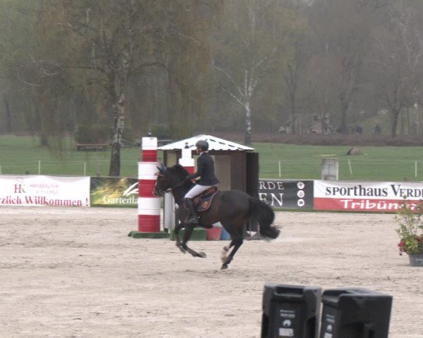 Reitturnier Westergellersen 2025