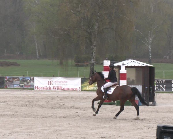 Reitturnier Westergellersen 2025