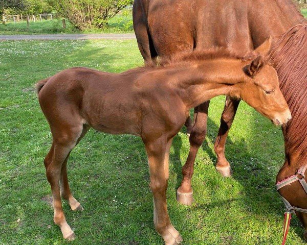 Fohlen von Stute von Zauberdesign x All Inclusive (Trakehner, 2025, von Zauberdesign)