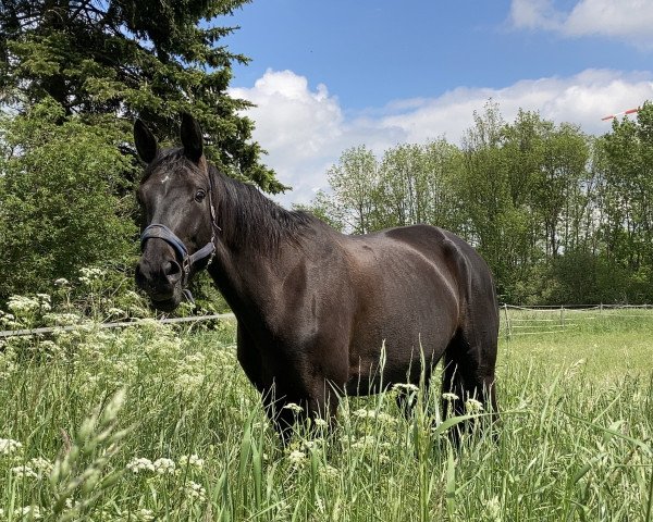 broodmare Fleur Noire (Westphalian, 2011, from Fifty Cent)
