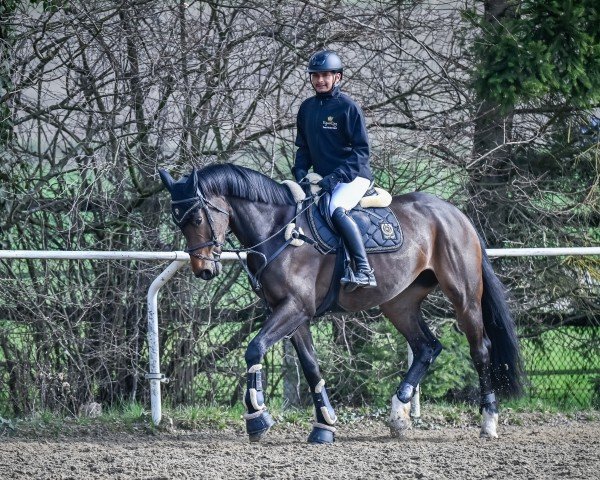 jumper Finija (Oldenburg, 2019, from For Gold OLD)