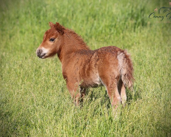 Zuchtstute Honiera von Repgow (Shetland Pony (unter 87 cm), 2021, von Meechlands Dragon Fly)