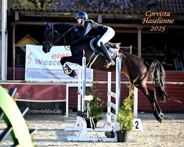 jumper Corvista (Westphalian, 2019, from Conthargos) jumper Corvista (Westphalian, 2019, from Conthargos)