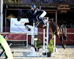 Springpferd Corvista (Westfale, 2019, von Conthargos)