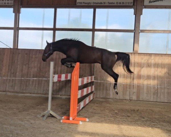Springpferd Howard de Premier RM (Deutsches Sportpferd, 2018, von Hold Up Premier)