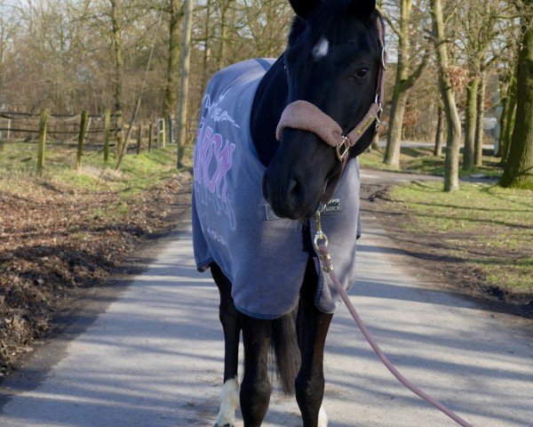 Pferd Für immer Flo (Hannoveraner, 2021, von For Romance I)