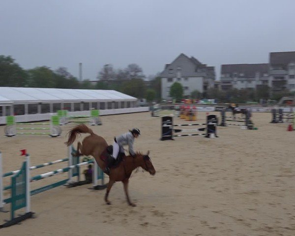 Reitturnier Amriswil 2025