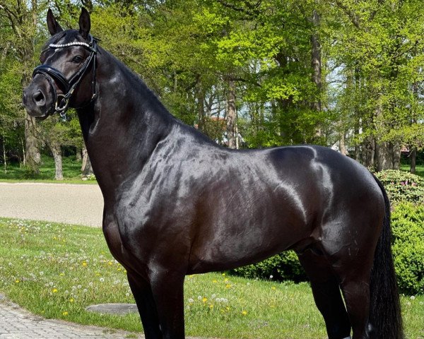 stallion Moncler de Noir (Hanoverian, 2017, from DSP Marc Cain)