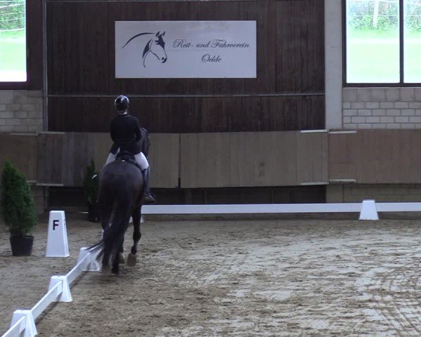 Reitturnier Oelde 2025