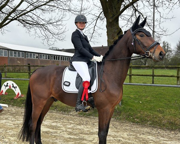 dressage horse Carl (Oldenburg, 2021, from Confess Color)