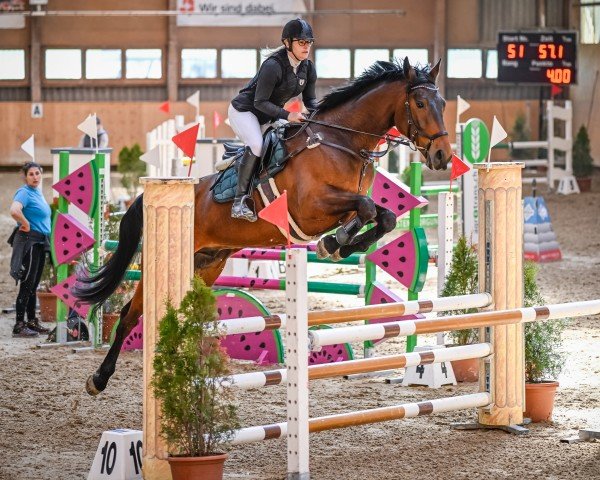 Springpferd Skylimit (Hannoveraner, 2019, von Skyliner 5)