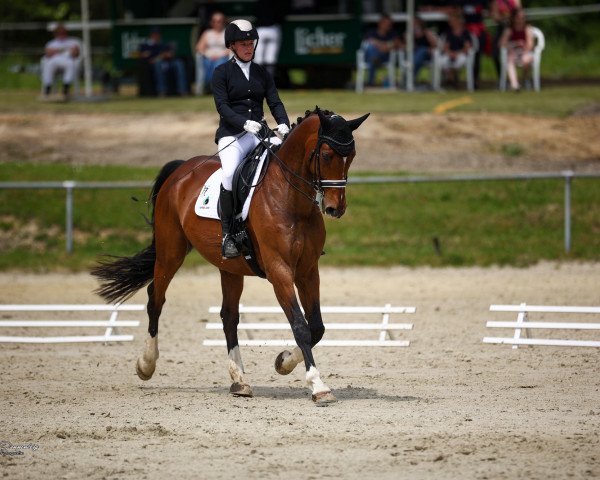 dressage horse Da Vinci 269 (Hanoverian, 2005, from Don Roncalli)