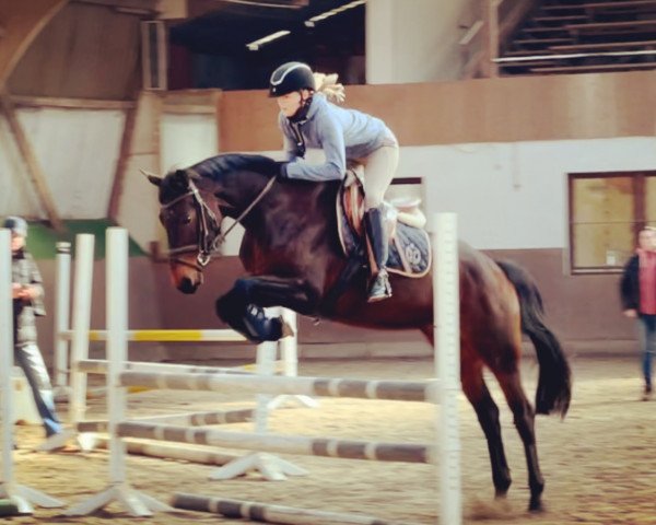 jumper Jo-Ann (Oldenburg, 2009, from Glock's Johnson Tn)