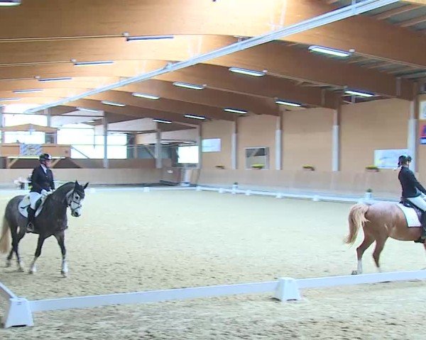 Reitturnier Grafenrheinfeld/Ufr. 2025