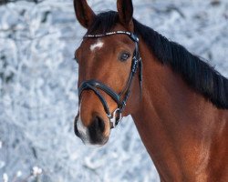 horse Cornidor S (Westphalian, 2016, from Cornets Iberio)