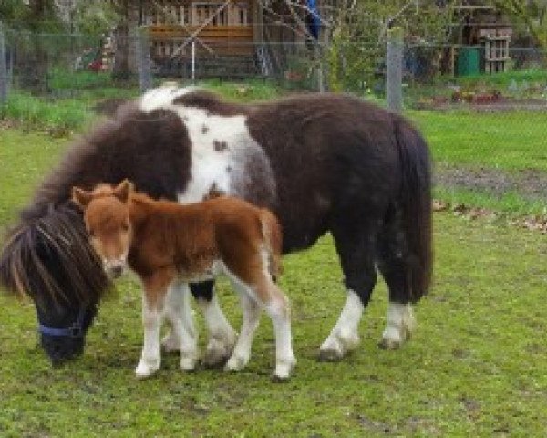 Zuchtstute Hornisse von Repgow (Shetland Pony (unter 87 cm), 2021, von Meechlands Dragon Fly)