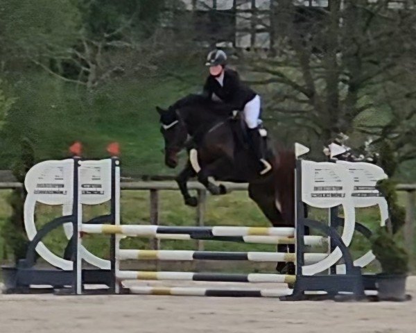 horse HG Amazing Balou (Westphalian, 2021, from Balous Bellini)