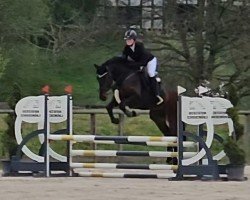 Pferd HG Amazing Balou (Westfale, 2021, von Balous Bellini)