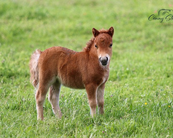 Pferd Hallali von Repgow (Shetland Pony (unter 87 cm), 2021, von Thorax von Repgow)