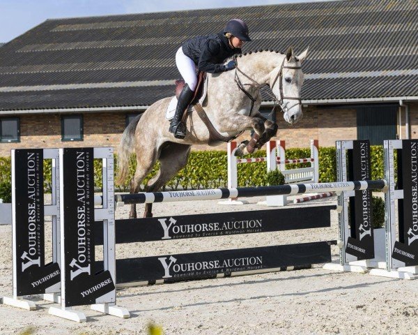 Zuchtstute Onassis SB (KWPN (Niederländisches Warmblut), 2019, von Poker de Mariposa Tn)
