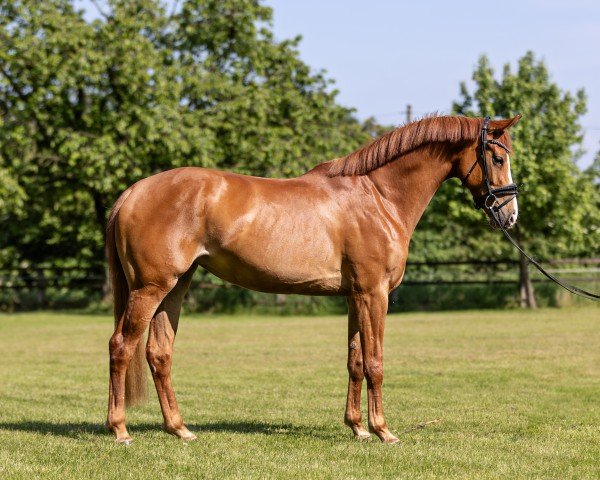 Cheval de dressage Dashing Daylight (Hanovrien, 2020, de Da Costa) Cheval de dressage Dashing Daylight (Hanovrien, 2020, de Da Costa)