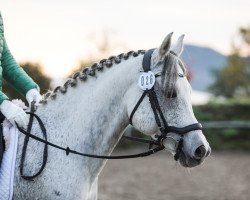 Dressurpferd MBM Nafis ox (Vollblutaraber, 2010, von PA NIL AMIR ox)