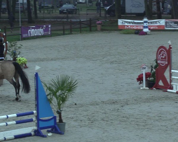 Reitturnier Westergellersen 2025