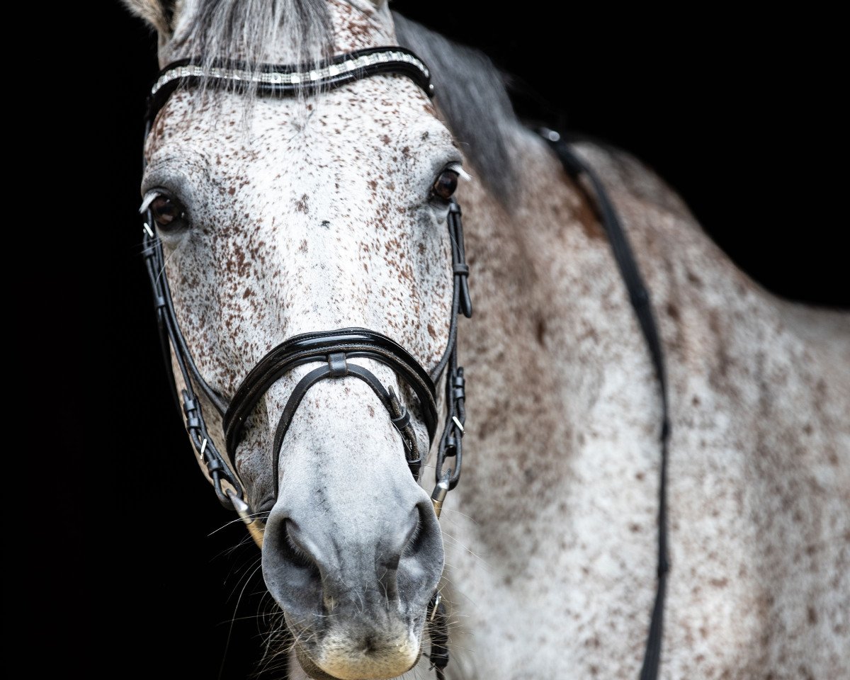Springpferd Cash Paid (Holsteiner, 2007, von Carlos DZ)