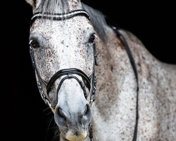jumper Cash Paid (Holsteiner, 2007, from Carlos DZ)