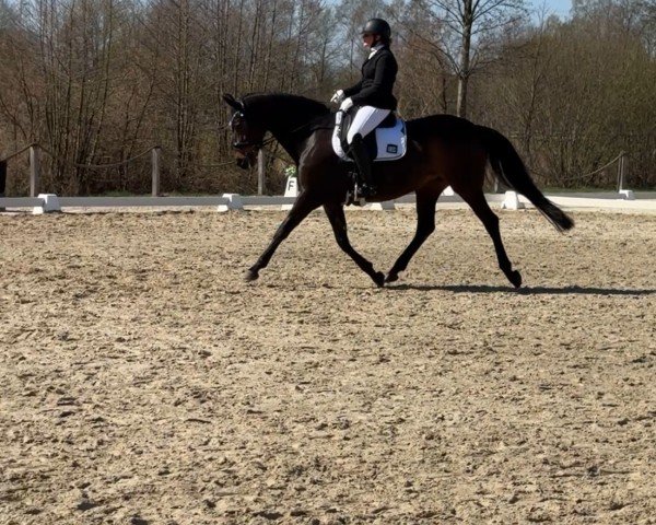 Pferd Miss Sophie 33 (Oldenburger, 2012, von Sonnenreiter 3)