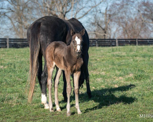 foal by Hengst von Up to the Mark xx (Thoroughbred, 2025, from Up To The Mark xx)