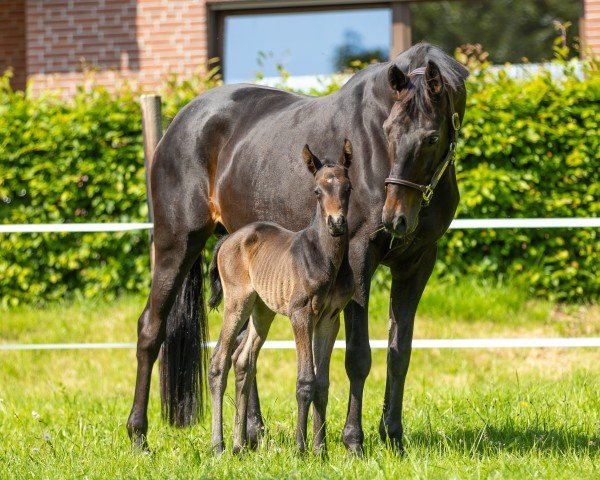 horse Simply Brown (Trakehner, 2023, from Integer)