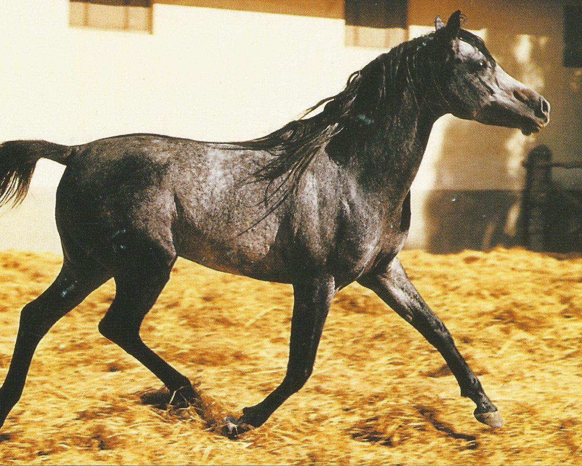 stallion Mourad EAO (Arabian purebred, 1968, from Gassir 1941 RAS)