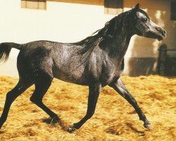 stallion Mourad EAO (Arabian purebred, 1968, from Gassir 1941 RAS)