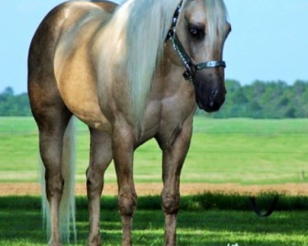 stallion Boggierima Jac (Quarter Horse, 2000, from Boggies Flashy Jac)