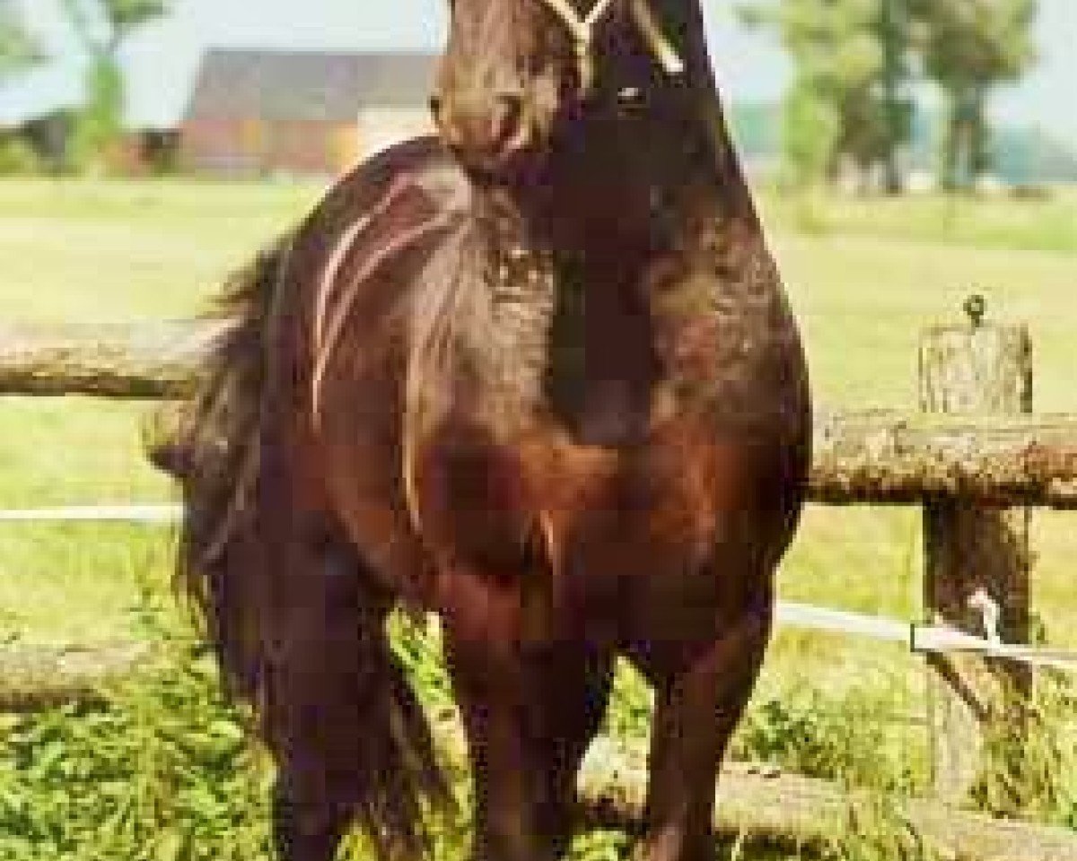 stallion Dirk 298 (Friese, 1982, from Hearke 254)