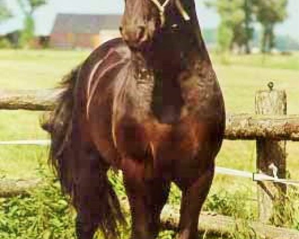 stallion Dirk 298 (Friese, 1982, from Hearke 254)