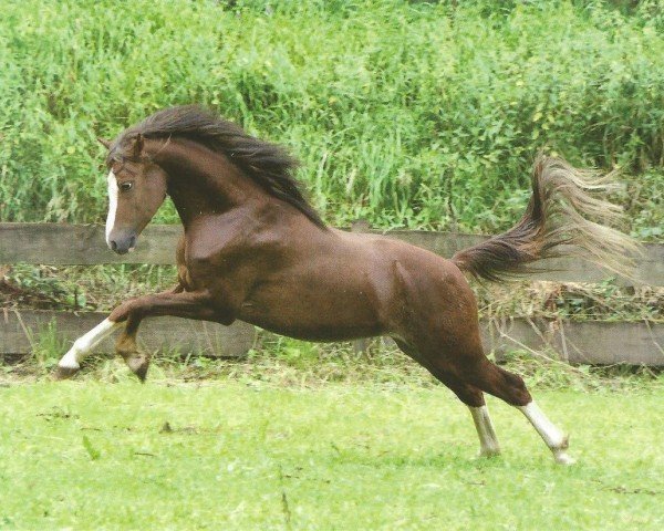 horse Frankenhöhs Art (Welsh-Pony (Section B), 2007, from Breeton Toy)