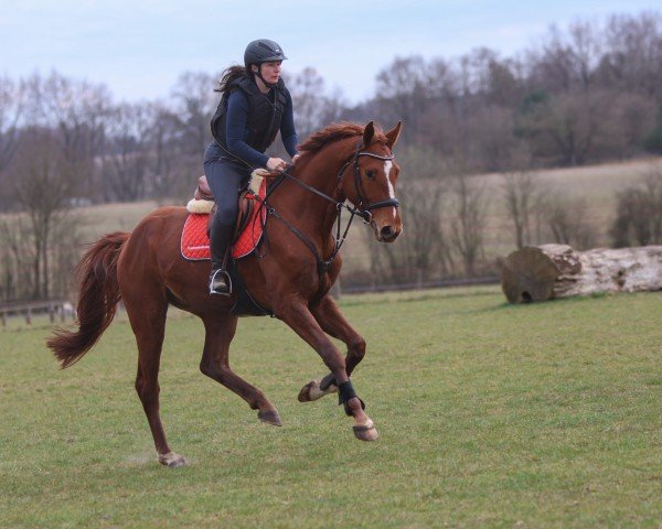 Springpferd Eddie the Eagle J (Oldenburger, 2021, von Erdinger)