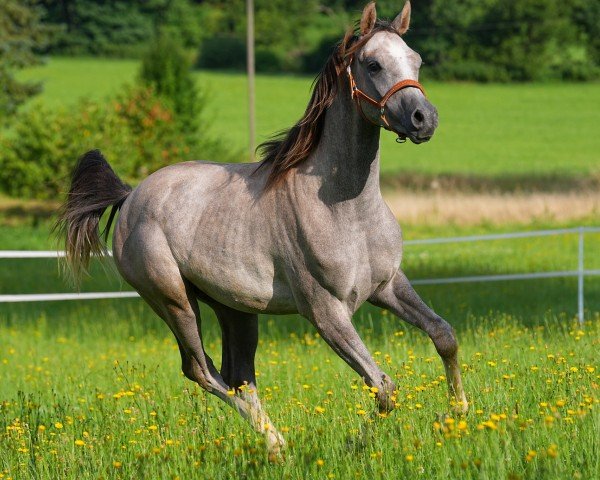 Pferd HF Martini (Vollblutaraber, 2023, von A Magic Man of Kossack)