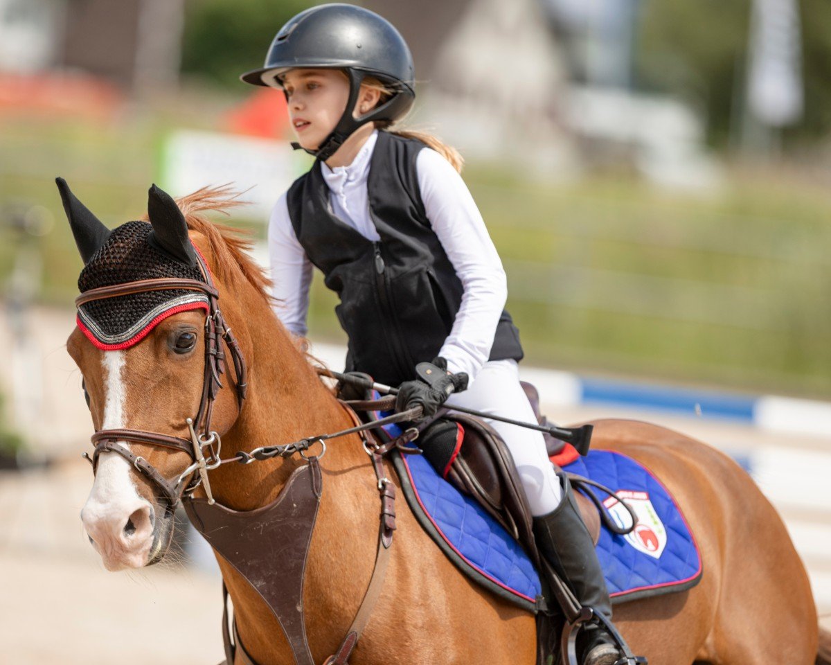 jumper Top Dino (Holländisches riding ponies, 2013, from Desperado)