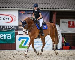 jumper Korin (Polish Warmblood, 2016, from Wolf's Panter)