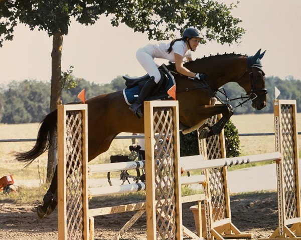jumper Bambu (Romanian Warmblood, 2009, from Esprit)