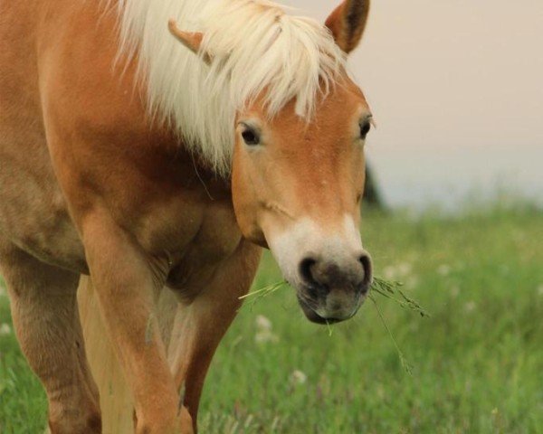 jumper Trixi 514 (Haflinger, 2013, from Maxl B-N) jumper Trixi 514 (Haflinger, 2013, from Maxl B-N)