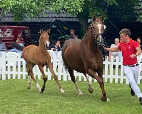 horse Teyra R (Westphalian,  , from Taurus)