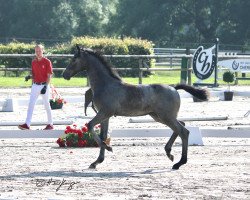 broodmare Viva la Carla (Westphalian, 2021, from Vingino)
