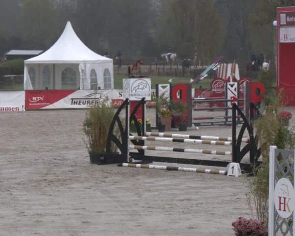 Reitturnier Westergellersen 2025