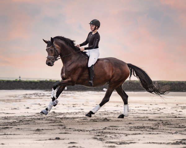 dressage horse Formsch (Westphalian, 2012, from Franziskus FRH)