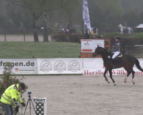 Reitturnier Westergellersen 2025