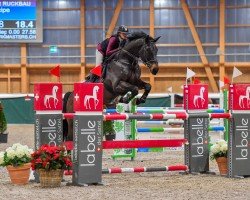 Springpferd H. Alme (KWPN (Niederländisches Warmblut), 2012, von Diamant de Semilly)